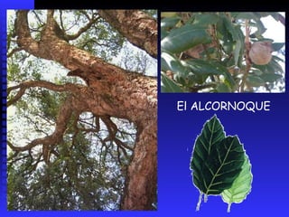 De la corteza del alcornoque se extrae el corcho.Tras procesos de limpieza, triturado, aglutinado y prensado se obtiene un corcho elaboradoen muy diversos formatos: en gránulos, en planchas, en rollos, en formas geométricas, etc. Su uso es variado: como suelo, como material aislante, como panel para pinchar notas, etc