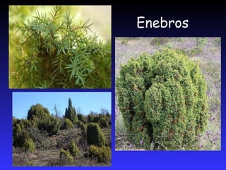 Enebros