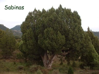 El PINSAPO es una especie endémica y una reliquia. 