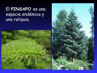 El PINSAPO Distribución geográfica: Sierras de Ronda, Estepona y GrazalemaLas ramas casi horizontales, cubren desde su base los troncos de los árboles, dando a los ejemplares una forma de cono casi perfecta.