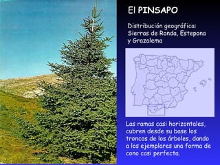 Especies secundarias, matorrales y estepasEl pino secundario ha sustituido a la encina y al alcornoque debido a que se adapta a todas las condiciones, por su aprovechamiento económico y su rápido crecimiento.Palmeras,los inmensos olivares, las higueras, los almendros o las extensas plantaciones de cítricos.
