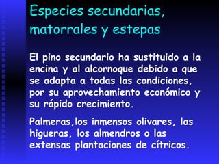 PINO PIÑONERODistribución geográfica: Andalucía occidental, Cataluña, sur de la cuenca del Duero, Sistema Central, la Mancha y Formentera.
