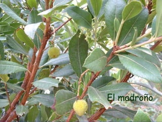 El madroño
