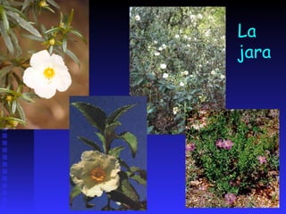 La jara