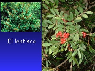 El lentisco