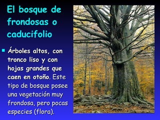LA REGIÓN EUROSIBERIANASe localiza en la franja norte de la península. Desde la Ría de Aveiro (norte de Portugal) hasta el norte de Gerona, ocupando gran parte de Galicia, la vertiente norte de la cordillera cantábrica, norte de Navarra, País Vasco y norte de Aragón y Cataluña. 