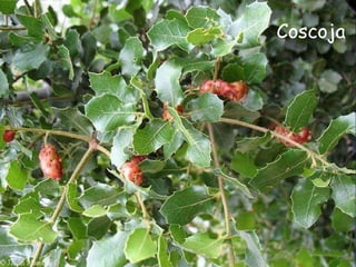 CoscojaMatorrales altos que aparecen en zonas quemadas o degradadas donde había encinas anteriormente