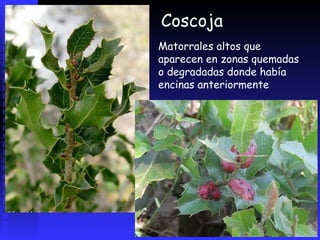 LA GARRIGA está formada por arbustos y matorrales de poca altura. Especies características son elromero,  aliaga,  y el espliego.