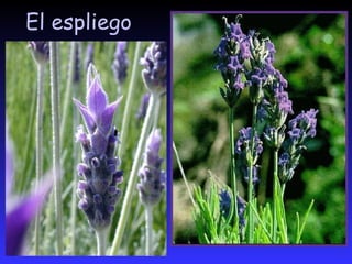 LA ESTEPAentre sus especies destacan el palmito, el tomillo, espliego, la lavanda, el esparto y el espárrago.
