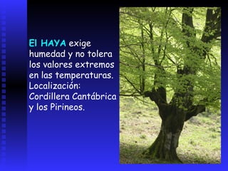 El bosque de frondosas o caducifolioÁrboles altos, con tronco liso y con hojas grandes que caen en otoño. Este tipo de bosque posee una vegetación muy frondosa, pero pocas especies (flora).