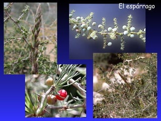 FORMACIONES VEGETALES CARACTERÍSTICASSe dan dentro de cualquiera de las tres regiones; las de ribera de los ríos, por su humedad y las de montaña por el gradiente térmico y el aumento de las precipitaciones según aumenta la altura.