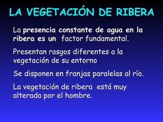 LOS BOSQUES DE RIBERAo bosques galería están formados por especies como el aliso, el sauce, el olmo, el fresno, el chopo o el álamo. 