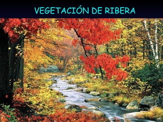 LOS BOSQUES DE RIBERA