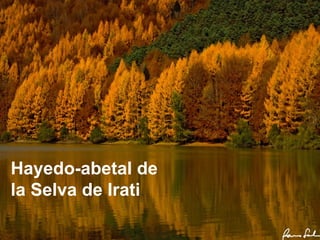 El HAYAexige humedad y no tolera los valores extremos en las temperaturas. Localización: Cordillera Cantábrica y los Pirineos.