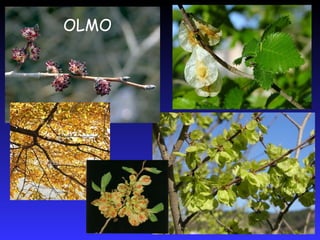 OLMO