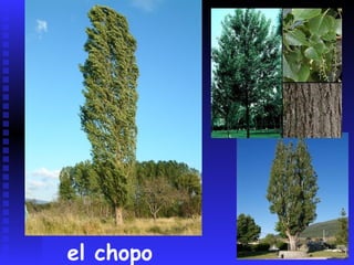 LA VEGETACIÓN DE MONTAÑALa vegetación se dispone en pisos que tienen formaciones vegetales distintas en función de la altura y de la orientación.Importancia de la acción antrópica.