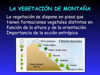 VEGETACIÓN DE MONTAÑA