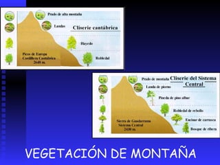 EL PISO BASAL es el del bosque de robles o encinas (en función del clima)