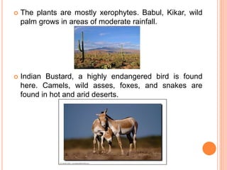  The plants are mostly xerophytes. Babul, Kikar, wild
palm grows in areas of moderate rainfall.
 Indian Bustard, a highly endangered bird is found
here. Camels, wild asses, foxes, and snakes are
found in hot and arid deserts.
 