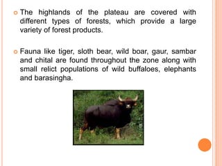  The highlands of the plateau are covered with
different types of forests, which provide a large
variety of forest products.
 Fauna like tiger, sloth bear, wild boar, gaur, sambar
and chital are found throughout the zone along with
small relict populations of wild buffaloes, elephants
and barasingha.
 