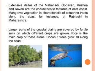 o Extensive deltas of the Mahanadi, Godavari, Krishna
and Kaveri are the characteristic features of east coast.
Mangrove vegetation is characteristic of estuarine tracts
along the coast for instance, at Ratnagiri in
Maharashtra.
o Larger parts of the coastal plains are covered by fertile
soils on which different crops are grown. Rice is the
main crop of these areas. Coconut trees grow all along
the coast.
 