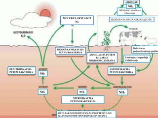 Od biljaka i produkata
izlucivanja
AMONIJAK
NH3
JEDINJENJA ORGANSKOG AZOTA
MOLEKULARNI AZOT
N2
BIOLOŠKA FIKSACIJA
PUTEM BAKTERIJA
ASIMILACIJA PUTEM
BILJAKA I
MIKROORGANIZAMA
AMONIFIKACIJA
PUTEM BAKTERIJA
NITRIFIKACIJA
PUTEM BAKTERIJA
DENITRIFIKACIJA
PUTEM BAKTERIJA
OSTATAK NO2 DOSTUPAN ZA PROCJEĐIVANJE
KA PODZEMNIM I POVRŠINSKIM VODAMA
NH4NO2NO3
NO2
Umiranje, razgradnja
i izlučivanje
Đubrivo sa
poljoprivrednog gazdins
 