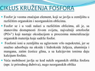 CIKLUS KRUŽENJA FOSFORA
 Fosfor je veoma značajan element, koji se javlja u zemljištu u
različitim organskim i neorganskim oblicima.
 Fosfor se i u vodi nalazi u različitim oblicima, ali je, sa
stanovišta dostupnosti živom svijetu, najvažniji ortofosfat
(PO43-) koji nastaje oksidacijom u procesima mineralizacije
organskih materija koje sadrže fosfor.
 Fosforni ioni u zemljištu su uglavnom vrlo nepokretni, jer se
snažno adsorbuju na okside i hidrokside željeza, aluminija i
mangana, zatim čestice glina, a sa kalcijevim ionima daju
kalcijum fosfate.
 Veća mobilnost javlja se kod nekih organskih oblika fosfora
(npr. iz prirodnog đubriva), nego neorganskih oblika
 