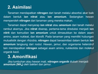 2. Asimilasi
Tanaman mendapatkan nitrogen dari tanah melalui absorbsi akar baik
dalam bentuk ion nitrat atau ion amonium. Sedangkan hewan
memperoleh nitrogen dari tanaman yang mereka makan.
Tanaman dapat menyerap ion nitrat atau amonium dari tanah melalui
rambut akarnya. Jika nitrat diserap, pertama-tama direduksi menjadi ion
nitrit dan kemudian ion amonium untuk dimasukkan ke dalam asam
amino, asam nukleat, dan klorofil. Pada tanaman yang memiliki hubungan
mutualistik dengan rhizobia, nitrogen dapat berasimilasi dalam bentuk ion
amonium langsung dari nodul. Hewan, jamur, dan organisme heterotrof
lain mendapatkan nitrogen sebagai asam amino, nukleotida dan molekul
organik kecil.
3. Amonifikasi
Jika tumbuhan atau hewan mati, nitrogen organik diubah menjadi
amonium (NH4) oleh bakteri dan jamur.
 