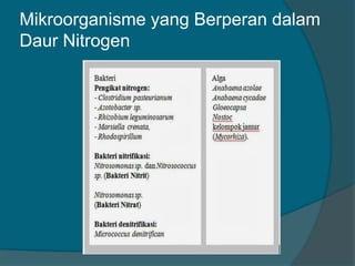 Mikroorganisme yang Berperan dalam
Daur Nitrogen
 