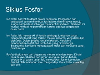 Siklus Fosfor
Ion fosfat banyak terdapat dalam bebatuan. Pengikisan dan
pelapukan batuan membuat fosfat larut dan terbawa menuju
sungai sampai laut sehingga membentuk sedimen. Sedimen ini
muncul kembali ke permukaan karena adanya pergerakan
dasar bumi.
Ion fosfat lalu memasuki air tanah sehingga tumbuhan dapat
mengambil fosfat yang terlarut melalui absorbsi yang dilakukan
oleh akar. Dalam proses rantai makanan, Herbivora
mendapatkan fosfat dari tumbuhan yang dimakannya.
Selanjutnya karnivora mendapatkan fosfat dari herbivora yang
dimakannya.
Fosfat dikeluarkan dari organisme melalui urin dan feses. Di sini
para detrivor (bakteri dan jamur) mengurai bahan-bahan
anorganik di dalam tanah lalu melepaskan fosfor kemudian
diambil oleh tumbuhan atau mengendap. Daur fosfor mulai lagi
dari sini.
 