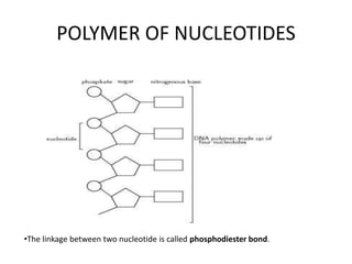 POLYMER OF NUCLEOTIDES
•The linkage between two nucleotide is called phosphodiester bond.
 