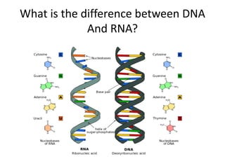 What is the difference between DNA
And RNA?
 