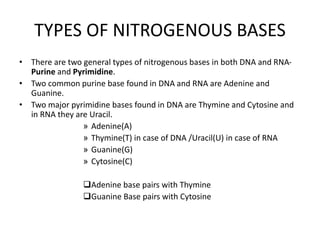 TYPES OF NITROGENOUS BASES
• There are two general types of nitrogenous bases in both DNA and RNA-
Purine and Pyrimidine.
• Two common purine base found in DNA and RNA are Adenine and
Guanine.
• Two major pyrimidine bases found in DNA are Thymine and Cytosine and
in RNA they are Uracil.
» Adenine(A)
» Thymine(T) in case of DNA /Uracil(U) in case of RNA
» Guanine(G)
» Cytosine(C)
Adenine base pairs with Thymine
Guanine Base pairs with Cytosine
 