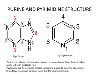 PURINE AND PYRIMIDINE STRUCTURE
•Purine is a heterocyclic aromatic organic compound consisting of a pyrimidine
ring fused with imidazole ring.
•Pyrimidine is a heterocyclic organic compound similar to benzene containing
two nitrogen atoms at position 1 and 3 of the six member ring.
Fig- Purine Fig- Pyrimidine
 