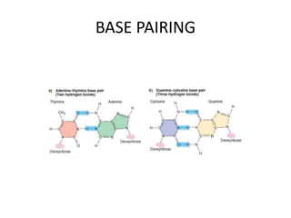 BASE PAIRING
 