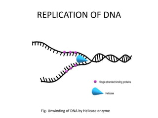 REPLICATION OF DNA
Fig- Unwinding of DNA by Helicase enzyme
 