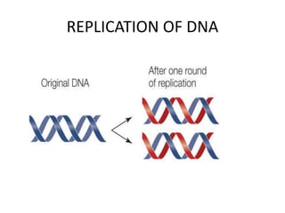 REPLICATION OF DNA
 