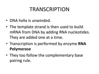 TRANSCRIPTION
• DNA helix is unwinded.
• The template strand is then used to build
mRNA from DNA by adding RNA nucleotides.
They are added one at a time.
• Transcription is performed by enzyme RNA
Polymerase
• They too follow the complementary base
pairing rule.
 
