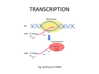 TRANSCRIPTION
Fig- Synthesis of mRNA
 