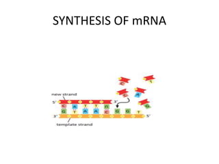 SYNTHESIS OF mRNA
 