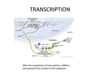 TRANSCRIPTION
After the completion of transcription, mRNA is
transported from nucleus to the cytoplasm
 