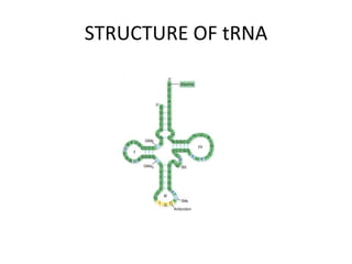 STRUCTURE OF tRNA
 