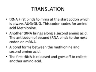 TRANSLATION
• tRNA First binds to mrna at the start codon which
is always AUG/GUG. This codon codes for amino
acid Methionine.
• Another tRNA brings along a second amino acid.
The anticodon of second tRNA binds to the next
codon on mRNA.
• A bond forms between the methionine and
second amino acid.
• The first tRNA is released and goes off to collect
another amino acid.
 