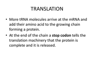TRANSLATION
• More tRNA molecules arrive at the mRNA and
add their amino acid to the growing chain
forming a protein.
• At the end of the chain a stop codon tells the
translation machinery that the protein is
complete and it is released.
 