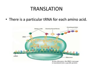 TRANSLATION
• There is a particular tRNA for each amino acid.
 