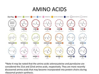 AMINO ACIDS
*Note-It may be noted that the amino acids selenocysteine and pyrrolysine are
considered the 21st and 22nd amino acids, respectively. They are more recently
discovered amino acids that may become incorporated into protein chains during
ribosomal protein synthesis.
 