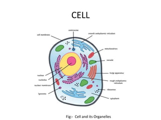 CELL
Fig:- Cell and its Organelles
 