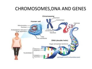 CHROMOSOMES,DNA AND GENES
 