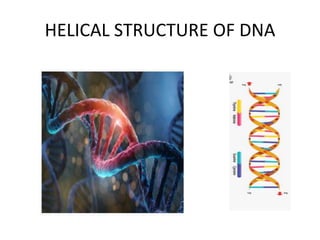 HELICAL STRUCTURE OF DNA
 