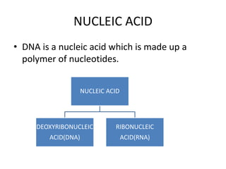 NUCLEIC ACID
• DNA is a nucleic acid which is made up a
polymer of nucleotides.
NUCLEIC ACID
DEOXYRIBONUCLEIC
ACID(DNA)
RIBONUCLEIC
ACID(RNA)
 